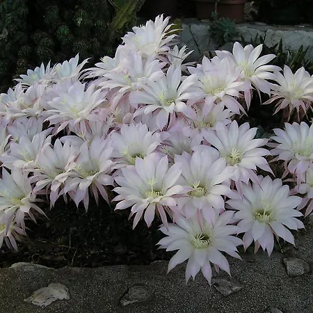 Katica Апартаменти Трогір