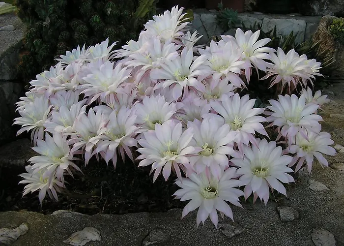 Katica Апартаменти Трогір